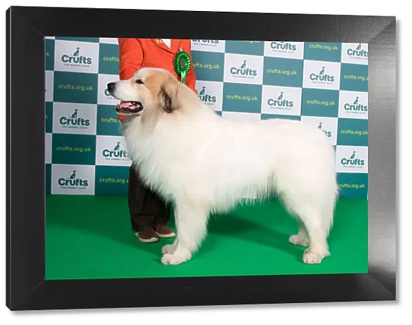 Best of Breed PYRENEAN MOUNTAIN DOG Crufts 2022