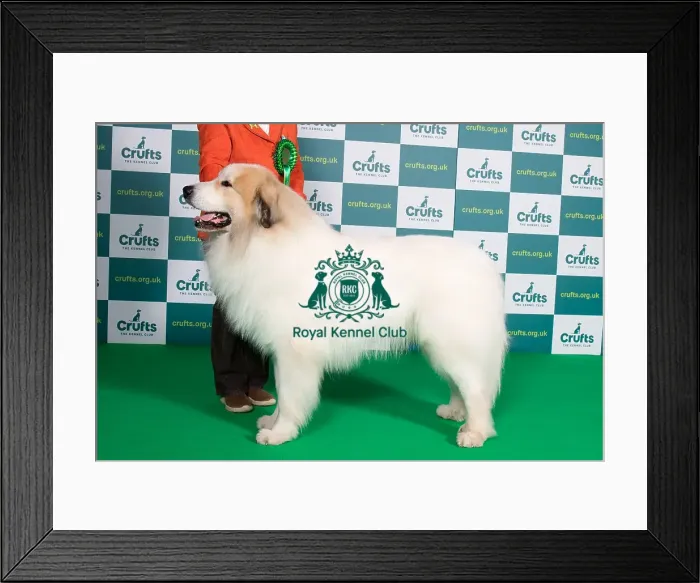 Framed Print : Best of Breed PYRENEAN MOUNTAIN DOG Crufts 2022 Framed Print : Best of Breed PYRENEAN MOUNTAIN DOG Crufts 2022