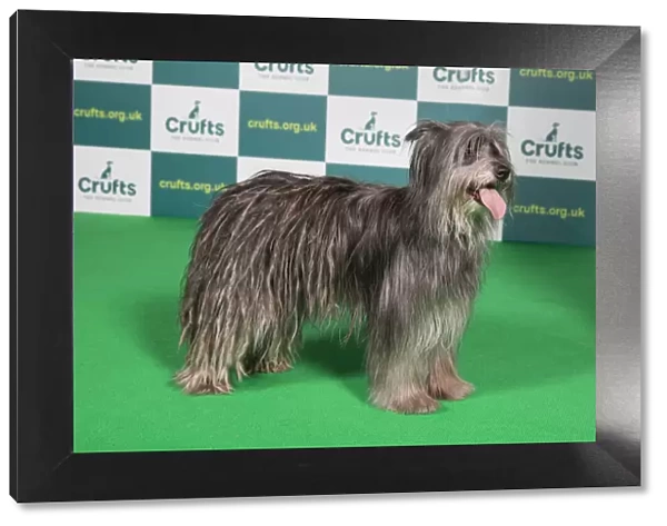 Best of Breed PYRENEAN SHEEPDOG Crufts 2022