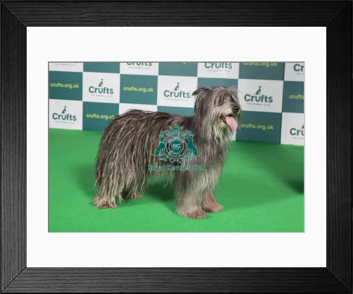 Framed Print : Best of Breed PYRENEAN SHEEPDOG Crufts 2022 Framed Print : Best of Breed PYRENEAN SHEEPDOG Crufts 2022