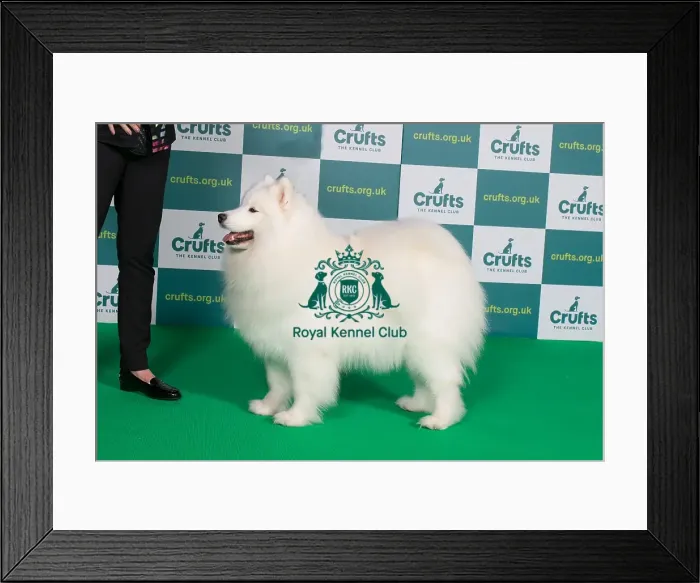 Framed Print : Best of Breed SAMOYED Crufts 2022 Framed Print : Best of Breed SAMOYED Crufts 2022