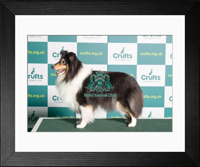 Framed Print : Best of Breed SHETLAND SHEEPDOG Crufts 2022 Framed Print : Best of Breed SHETLAND SHEEPDOG Crufts 2022