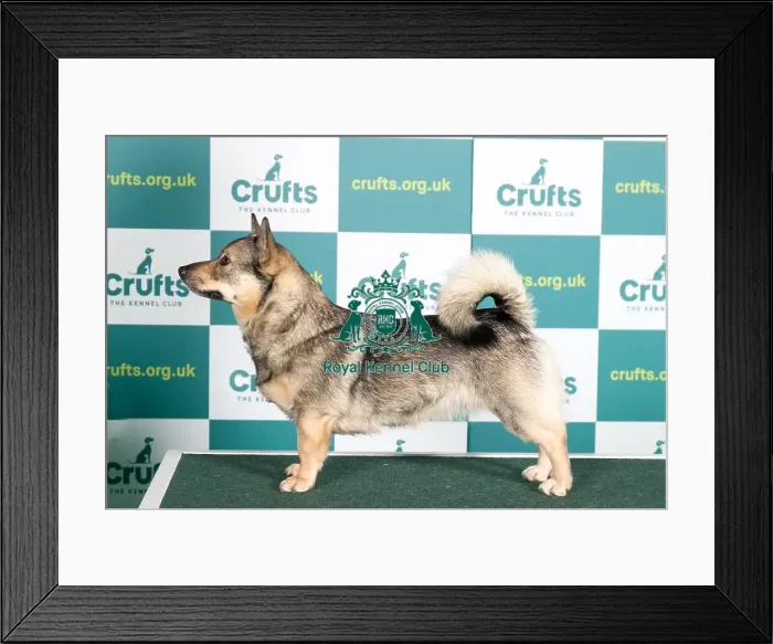 Framed Print : Best of Breed SWEDISH VALLHUND 2022 Framed Print : Best of Breed SWEDISH VALLHUND 2022