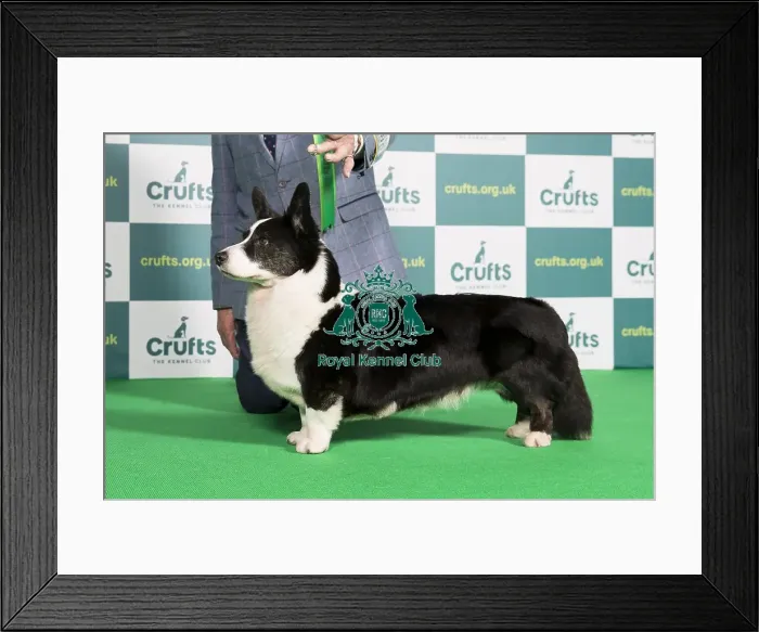 Framed Print : Best of Breed WELSH CORGI (CARDIGAN) Crufts 2022 Framed Print : Best of Breed WELSH CORGI (CARDIGAN) Crufts 2022