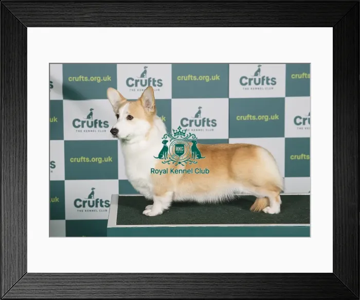 Framed Print : Best of Breed WELSH CORGI (PEMBROKE) Crufts 2022 Framed Print : Best of Breed WELSH CORGI (PEMBROKE) Crufts 2022