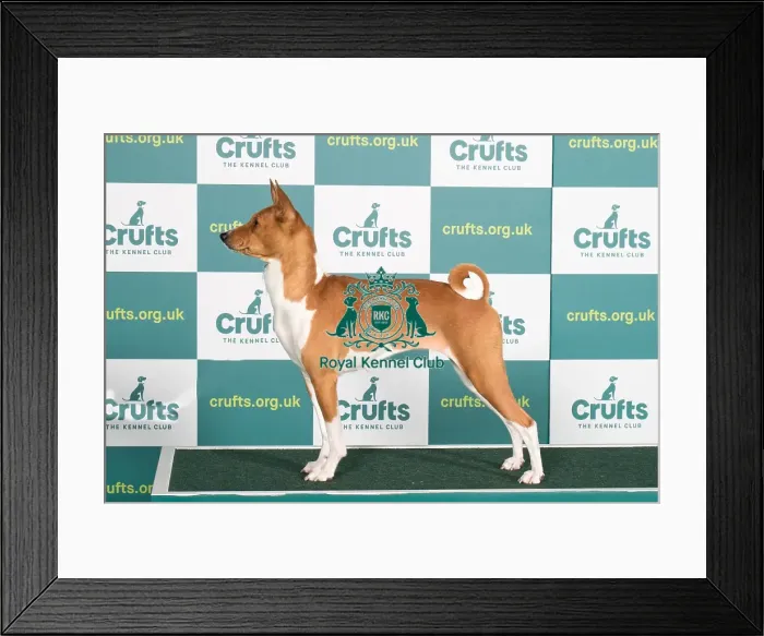 Framed Print : Best of Breed Basenji Crufts 2022 Framed Print : Best of Breed Basenji Crufts 2022
