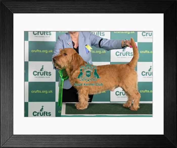 Framed Print : Best of Breed BASSET FAUVE DE BRETAGNE Crufts 2022 Framed Print : Best of Breed BASSET FAUVE DE BRETAGNE Crufts 2022