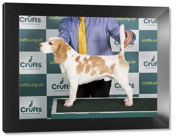 Best of Breed Beagle Crufts 2022