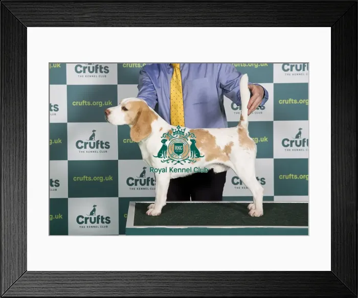 Framed Print : Best of Breed Beagle Crufts 2022