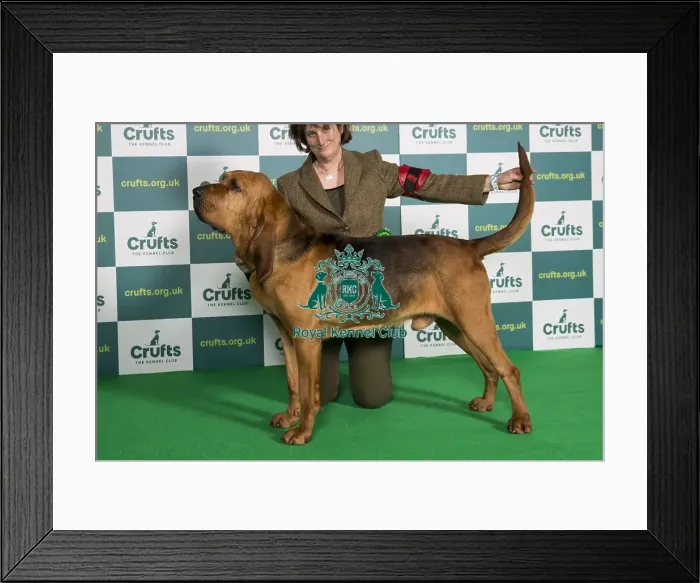 Framed Print : Best of Breed BLOODHOUND Crufts 2022 Framed Print : Best of Breed BLOODHOUND Crufts 2022