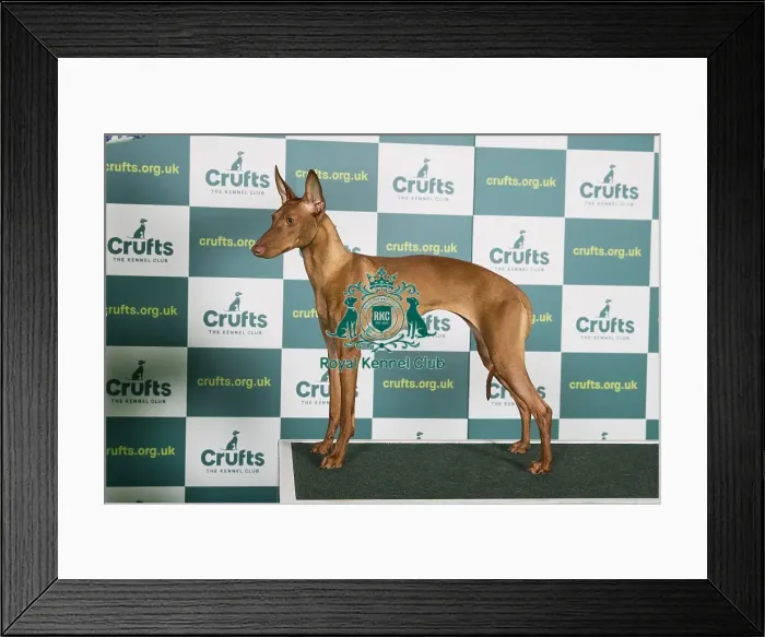 Framed Print : Best of Breed CIRNECO DELL ETNA Crufts 2022 Framed Print : Best of Breed CIRNECO DELL ETNA Crufts 2022