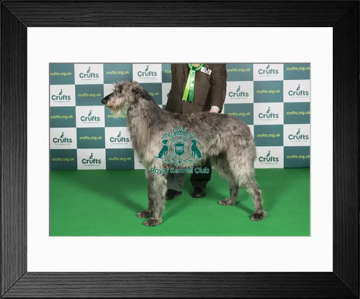 Framed Print : Best of Breed Deerhound Crufts 2022