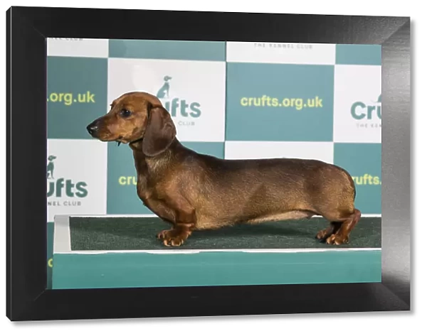 Best of Breed DACHSHUND (MINIATURE SMOOTH HAIRED) Crufts 2022