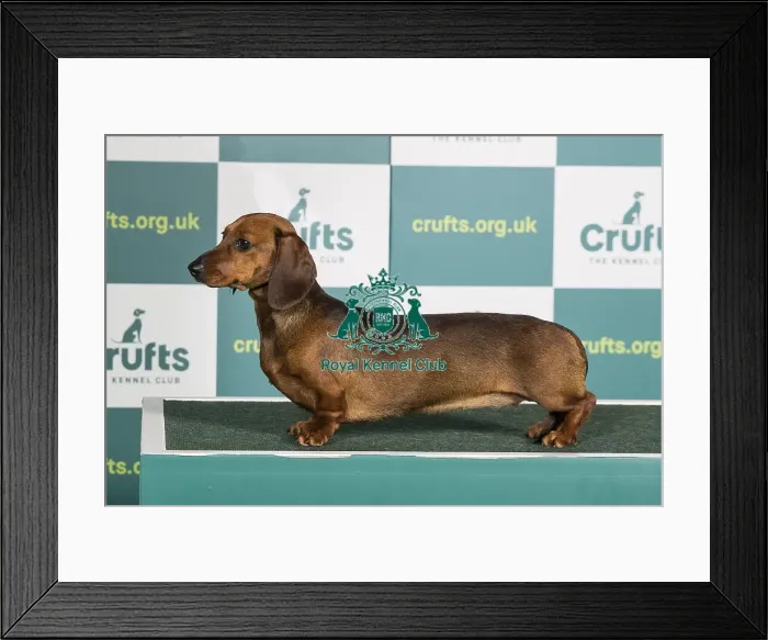 Framed Print : Best of Breed DACHSHUND (MINIATURE SMOOTH HAIRED) Crufts 2022 Framed Print : Best of Breed DACHSHUND (MINIATURE SMOOTH HAIRED) Crufts 2022