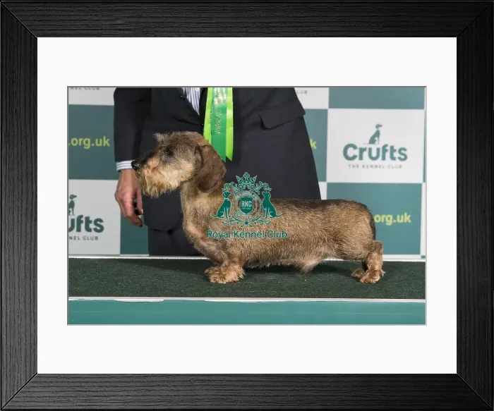 Framed Print : Best of Breed Crufts 2022 DACHSHUND (MINIATURE WIRE HAIRED) Framed Print : Best of Breed Crufts 2022 DACHSHUND (MINIATURE WIRE HAIRED)