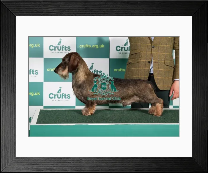 Framed Print : Best of Breed DACHSHUND (WIRE HAIRED) Crufts 2022 Framed Print : Best of Breed DACHSHUND (WIRE HAIRED) Crufts 2022