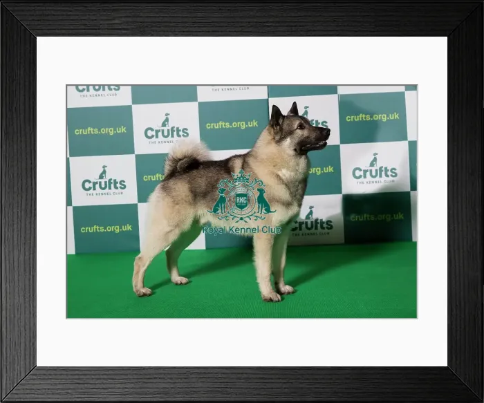 Framed Print : Best of Breed NORWEGIAN ELKHOUND Crufts 2022 Framed Print : Best of Breed NORWEGIAN ELKHOUND Crufts 2022