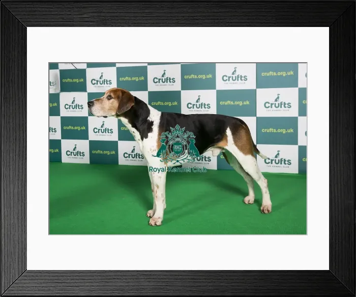 Framed Print : Best of Breed FOX HOUND Crufts 2022 Framed Print : Best of Breed FOX HOUND Crufts 2022