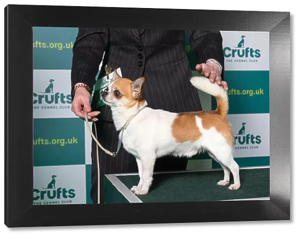 Smooth coat Chihuhua Best of Breed Crufts 2022
