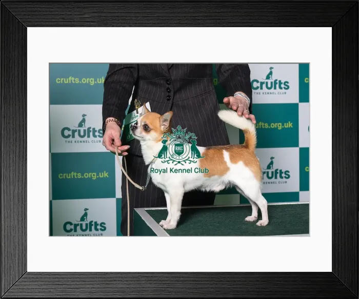 Framed Print : Smooth coat Chihuhua Best of Breed Crufts 2022