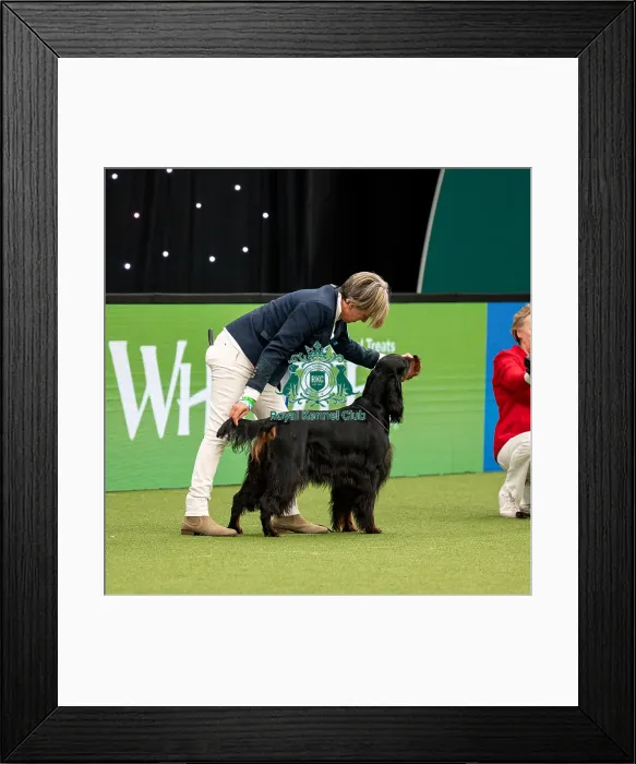 Framed Print : British Vulnerable Breed Competition Crufts 2022 Gundog Group Judging Crufts 2022 Framed Print : British Vulnerable Breed Competition Crufts 2022 Gundog Group Judging Crufts 2022