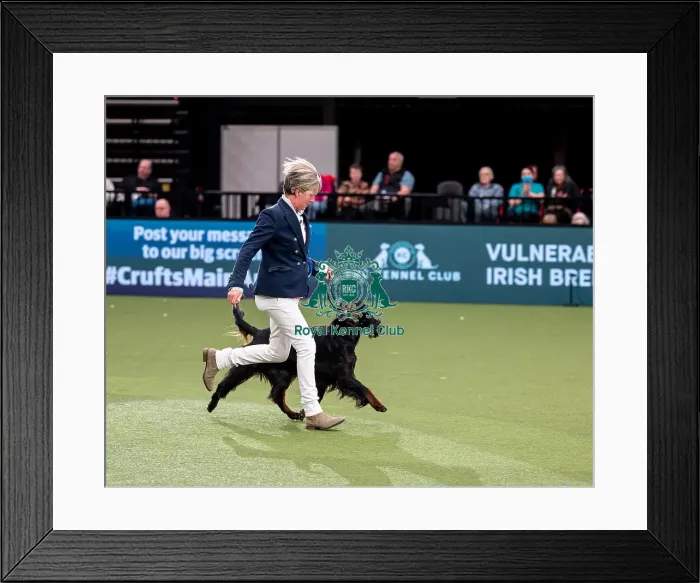 Framed Print : British Vulnerable Breed Competition Crufts 2022 Gundog Group Judging Crufts 2022 Framed Print : British Vulnerable Breed Competition Crufts 2022 Gundog Group Judging Crufts 2022