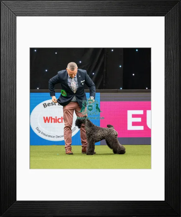 Framed Print : British Vulnerable Breed Competition Crufts 2022 Framed Print : British Vulnerable Breed Competition Crufts 2022