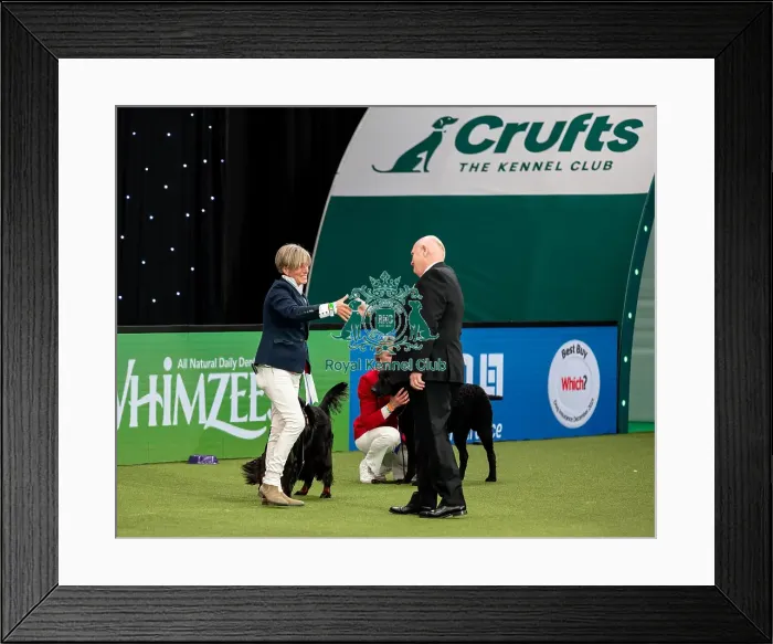 Framed Print : British Vulnerable Breed Competition Crufts 2022 Gundog Group Judging Crufts 2022 Framed Print : British Vulnerable Breed Competition Crufts 2022 Gundog Group Judging Crufts 2022