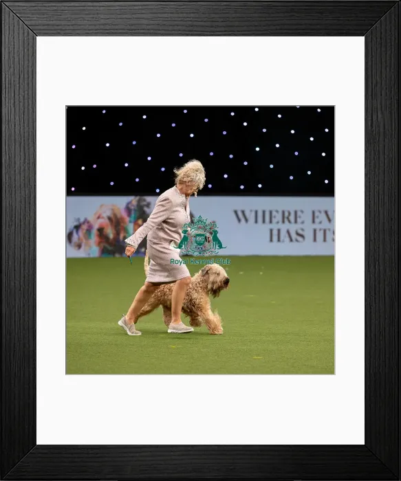 Framed Print : British Vulnerable Breed Competition Crufts 2022 Framed Print : British Vulnerable Breed Competition Crufts 2022