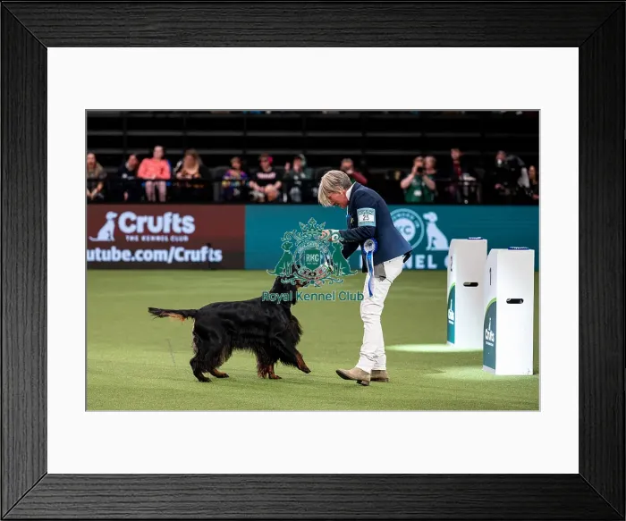 Framed Print : British Vulnerable Breed Competition Crufts 2022 Gundog Group Judging Crufts 2022 Framed Print : British Vulnerable Breed Competition Crufts 2022 Gundog Group Judging Crufts 2022