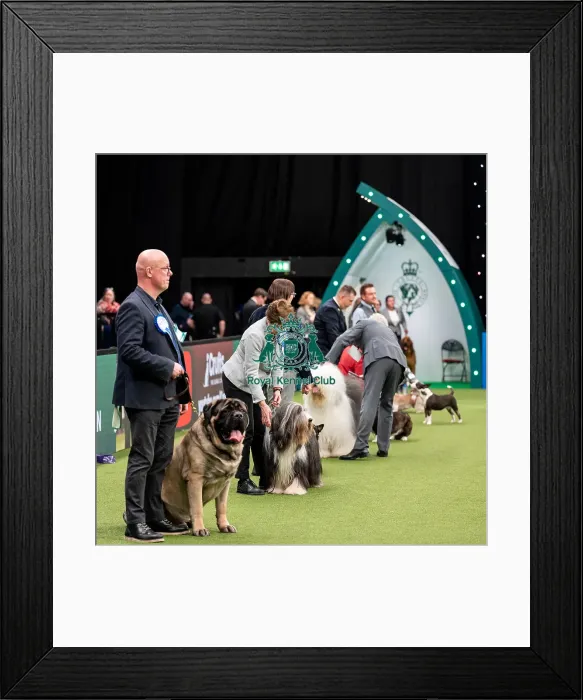 Framed Print : British Vulnerable Breed Competition Crufts 2022 Framed Print : British Vulnerable Breed Competition Crufts 2022
