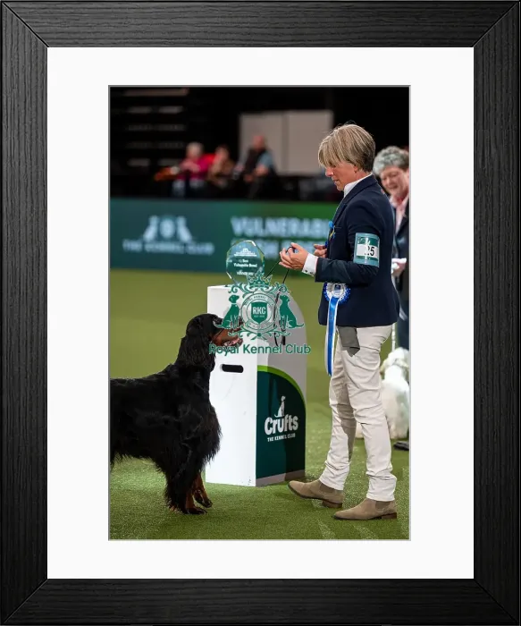 Framed Print : British Vulnerable Breed Competition Crufts 2022 Gundog Group Judging Crufts 2022 Framed Print : British Vulnerable Breed Competition Crufts 2022 Gundog Group Judging Crufts 2022