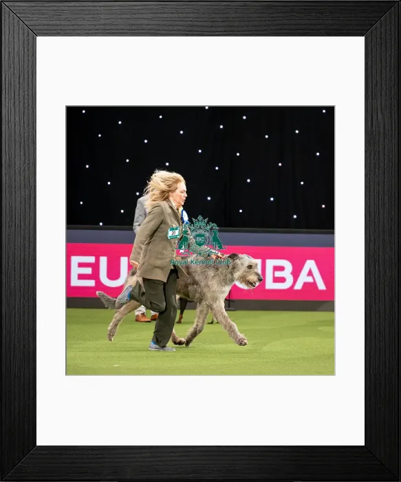 Framed Print : British Vulnerable Breed Competition Crufts 2022 Framed Print : British Vulnerable Breed Competition Crufts 2022