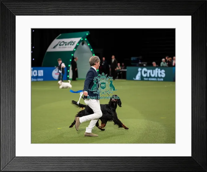 Framed Print : British Vulnerable Breed Competition Crufts 2022 Gundog Group Judging Crufts 2022