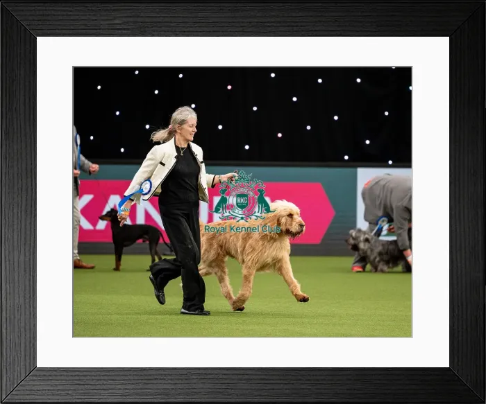 Framed Print : British Vulnerable Breed Competition Crufts 2022