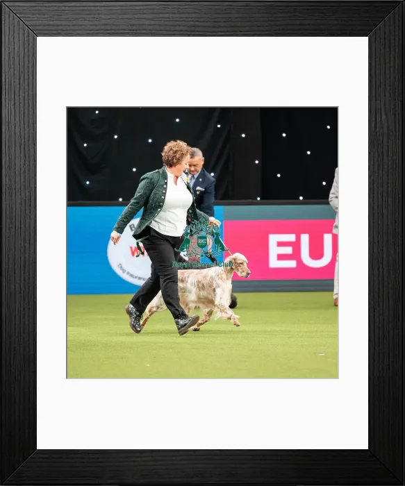 Framed Print : British Vulnerable Breed Competition Crufts 2022 Framed Print : British Vulnerable Breed Competition Crufts 2022