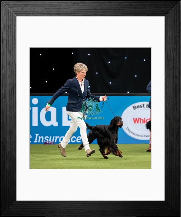 Framed Print : British Vulnerable Breed Competition Crufts 2022 Gundog Group Judging Crufts 2022 Framed Print : British Vulnerable Breed Competition Crufts 2022 Gundog Group Judging Crufts 2022
