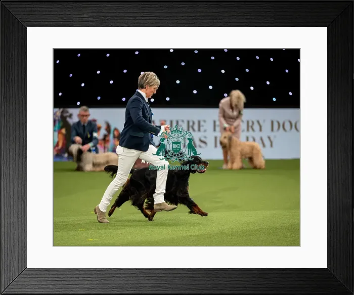 Framed Print : British Vulnerable Breed Competition Crufts 2022 Gundog Group Judging Crufts 2022