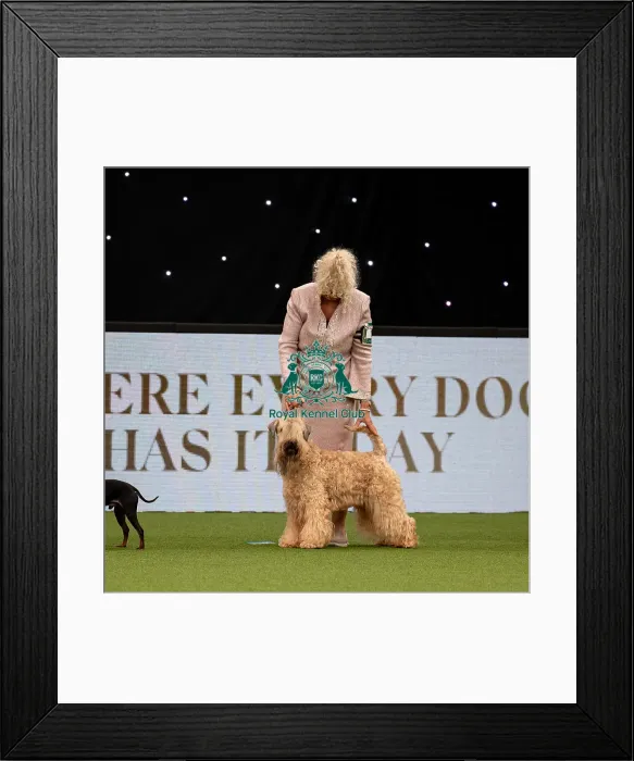 Framed Print : British Vulnerable Breed Competition Crufts 2022 Framed Print : British Vulnerable Breed Competition Crufts 2022