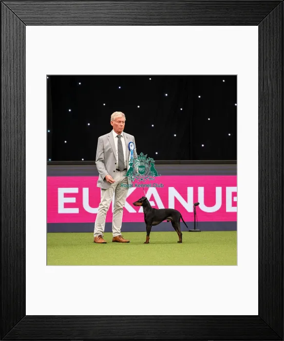 Framed Print : British Vulnerable Breed Competition Crufts 2022