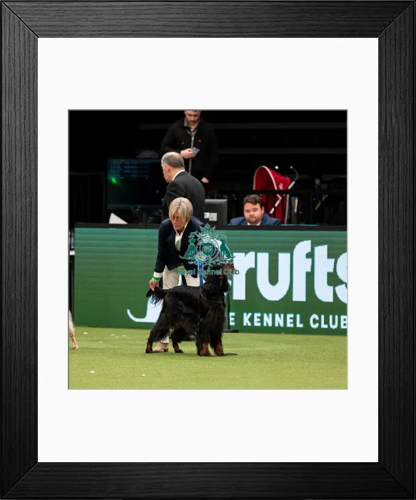 Framed Print : British Vulnerable Breed Competition Crufts 2022 Gundog Group Judging Crufts 2022
