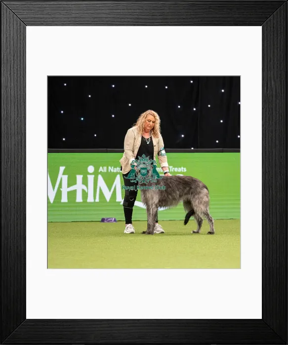 Framed Print : British Vulnerable Breed Competition Crufts 2022 Framed Print : British Vulnerable Breed Competition Crufts 2022