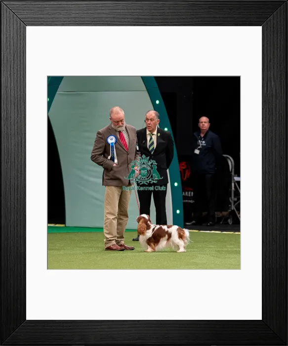 Framed Print : British Vulnerable Breed Competition Crufts 2022