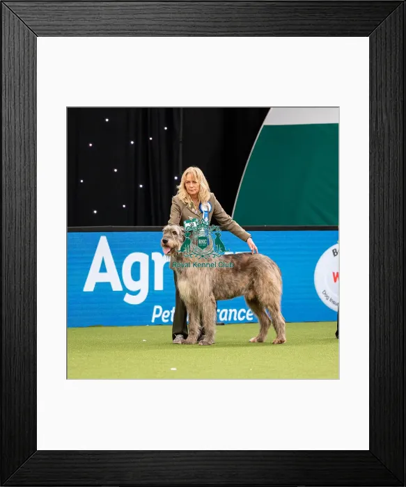 Framed Print : British Vulnerable Breed Competition Crufts 2022