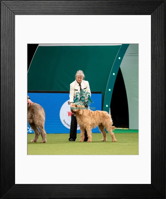 Framed Print : British Vulnerable Breed Competition Crufts 2022 Framed Print : British Vulnerable Breed Competition Crufts 2022