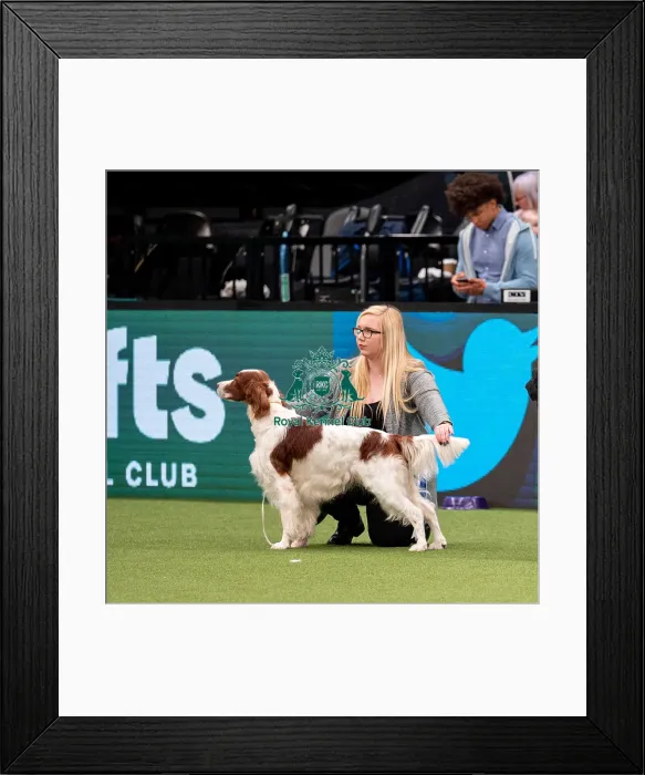 Framed Print : British Vulnerable Breed Competition Crufts 2022 Framed Print : British Vulnerable Breed Competition Crufts 2022