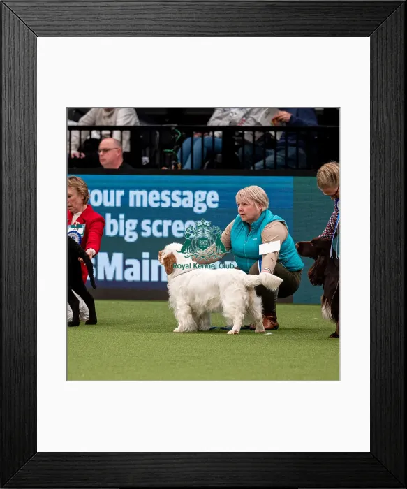 Framed Print : British Vulnerable Breed Competition Crufts 2022 Gundog Group Judging Crufts 2022