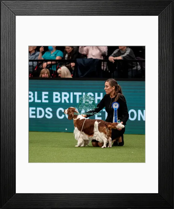Framed Print : British Vulnerable Breed Competition Crufts 2022 Framed Print : British Vulnerable Breed Competition Crufts 2022