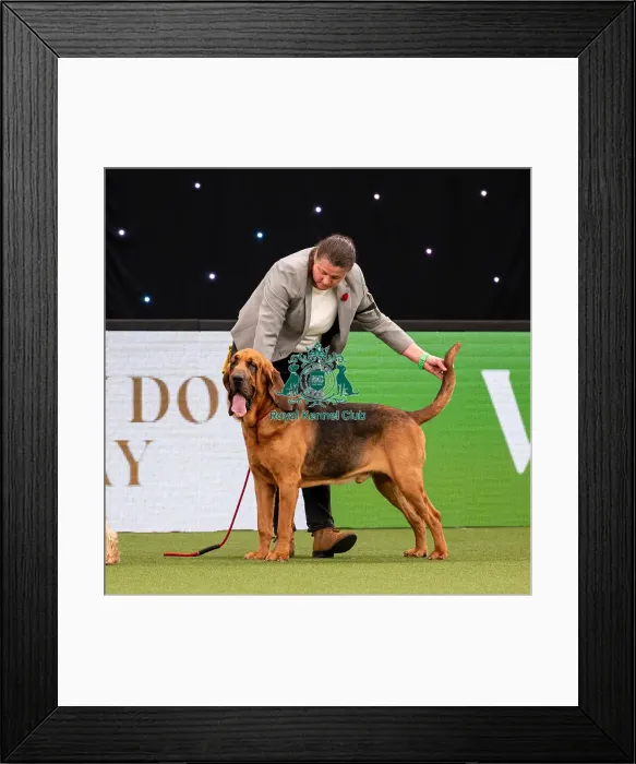 Framed Print : British Vulnerable Breed Competition Crufts 2022 Framed Print : British Vulnerable Breed Competition Crufts 2022