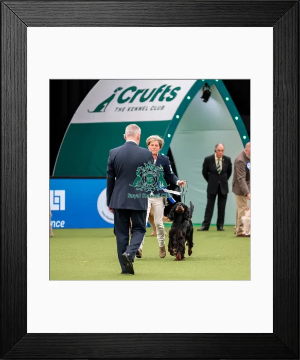 Framed Print : British Vulnerable Breed Competition Crufts 2022 Framed Print : British Vulnerable Breed Competition Crufts 2022